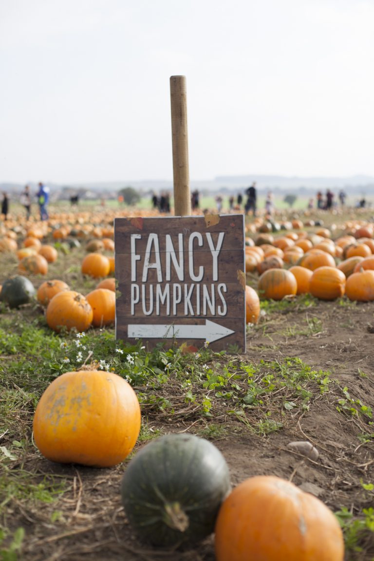 Pumpkin Picking at Farmer Copley’s